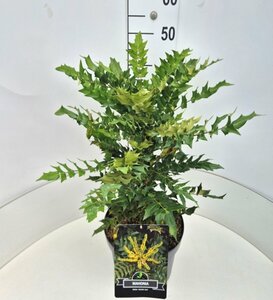 Mahonia media 'Winter Sun' - afbeelding 5
