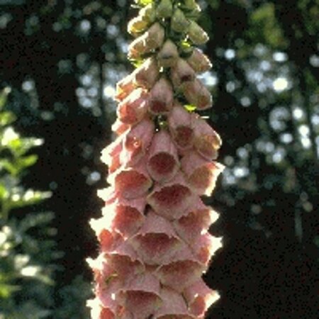 Digitalis 'Mertonensis' P9 - afbeelding 1