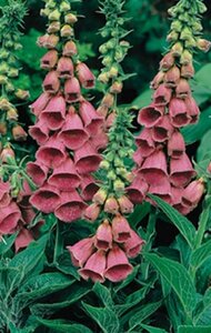 Digitalis 'Mertonensis' P9 - afbeelding 2