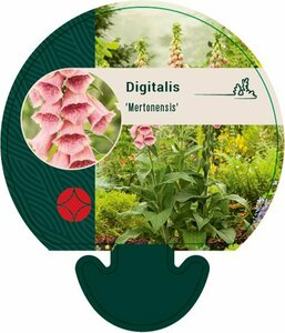 Digitalis 'Mertonensis' P9 - afbeelding 3