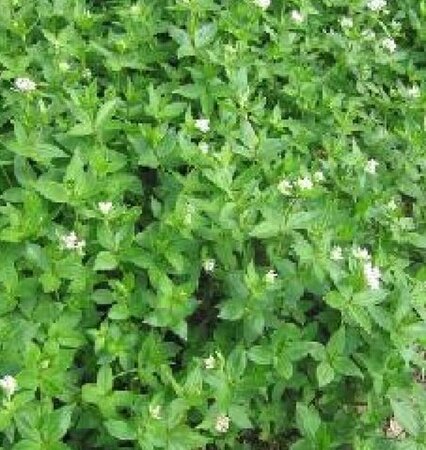 Asperula taurina P9