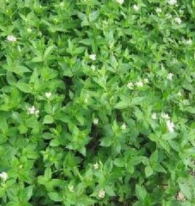 Asperula taurina P9