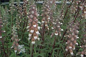 Digitalis lanata P9