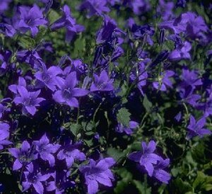 Campanula portenschlagiana P9