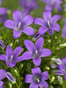 Campanula portenschlagiana P9 - afbeelding 7