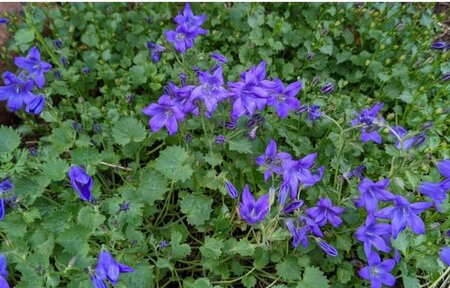 Campanula portenschlagiana P9 - afbeelding 5