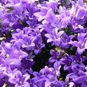 Campanula portenschlagiana P9 - afbeelding 8