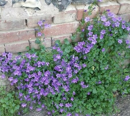 Campanula portenschlagiana P9 - afbeelding 6