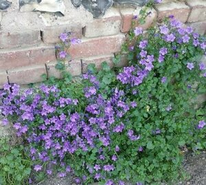 Campanula portenschlagiana P9 - afbeelding 6