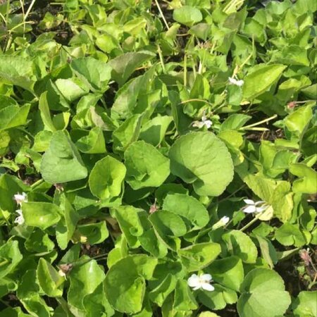 Viola odorata 'Alba' P9 - afbeelding 1