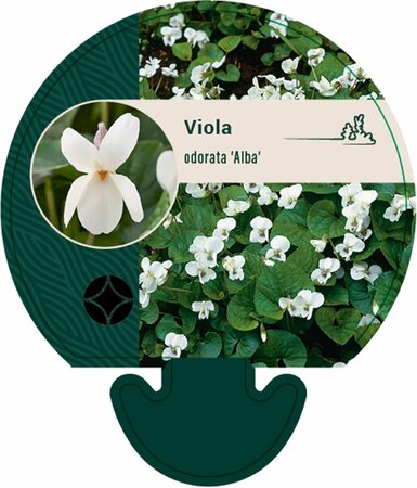 Viola odorata 'Alba' P9 - afbeelding 2