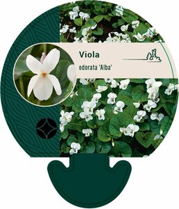 Viola odorata 'Alba' P9 - afbeelding 2