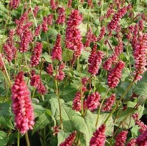 Persicaria amplexicaulis 'Lisan' P9 - afbeelding 3