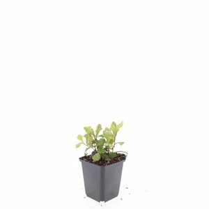 Ceratostigma plumbaginoides P9 - afbeelding 3