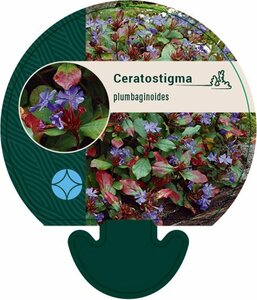 Ceratostigma plumbaginoides P9 - afbeelding 2