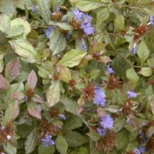 Ceratostigma plumbaginoides P9