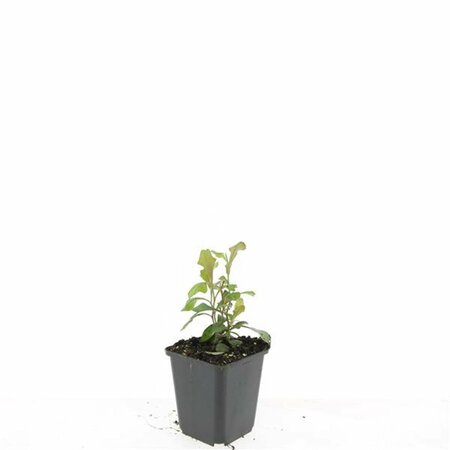 Ceratostigma plumbaginoides P9 - afbeelding 4
