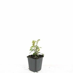 Ceratostigma plumbaginoides P9 - afbeelding 4