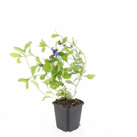 Ceratostigma plumbaginoides P9 - afbeelding 5
