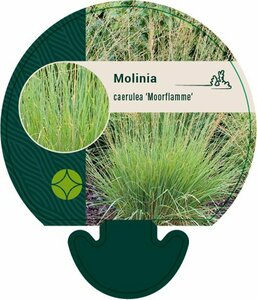 Molinia caerulea 'Moorflamme' P9