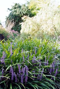 Liriope muscari 'Ingwersen' P9 - afbeelding 1