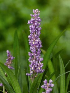 Liriope muscari 'Ingwersen' P9 - afbeelding 8