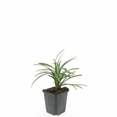 Liriope muscari 'Ingwersen' P9 - afbeelding 4