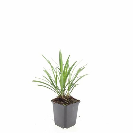 Liriope muscari 'Ingwersen' P9 - afbeelding 5