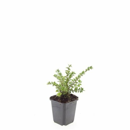 Lonicera nitida 'Maigrün' C1.5 - afbeelding 2