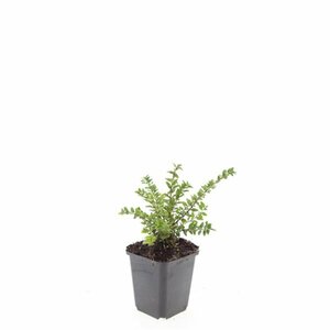 Lonicera nitida 'Maigrün' C1.5 - afbeelding 2