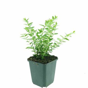Lonicera nitida 'Maigrün' C1.5 - afbeelding 5