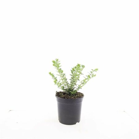 Lonicera nitida 'Maigrün' C1.5 - afbeelding 13