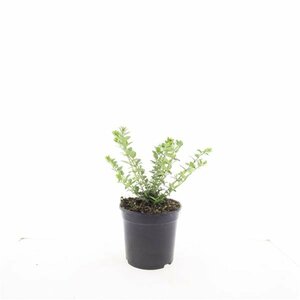 Lonicera nitida 'Maigrün' C1.5 - afbeelding 13