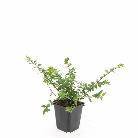 Lonicera nitida 'Maigrün' C1.5 - afbeelding 3