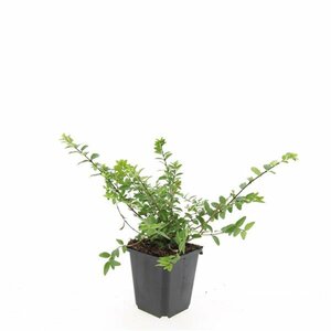 Lonicera nitida 'Maigrün' C1.5 - afbeelding 3