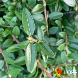 Lonicera nitida 'Maigrün' C1.5