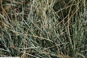 Helictotrichon sempervirens P9 - afbeelding 3