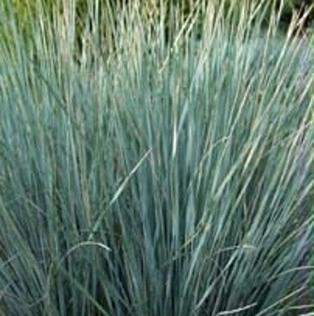 Helictotrichon sempervirens P9 - afbeelding 4