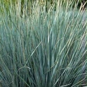 Helictotrichon sempervirens P9 - afbeelding 4