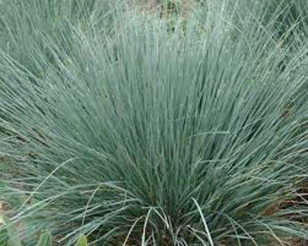 Helictotrichon sempervirens P9 - afbeelding 5