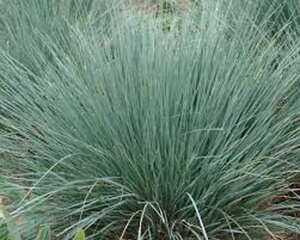 Helictotrichon sempervirens P9 - afbeelding 5