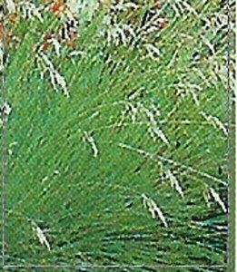 Helictotrichon sempervirens P9 - afbeelding 6