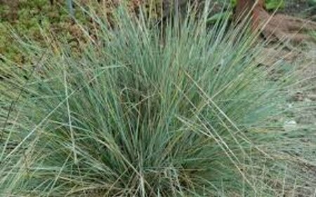 Helictotrichon sempervirens P9 - afbeelding 7
