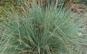 Helictotrichon sempervirens P9 - afbeelding 7