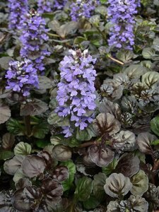 Ajuga reptans 'Black Scallop' P9 - afbeelding 4