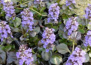 Ajuga reptans 'Black Scallop' P9 - afbeelding 4