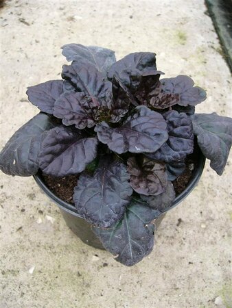 Ajuga reptans 'Black Scallop' P9 - afbeelding 3