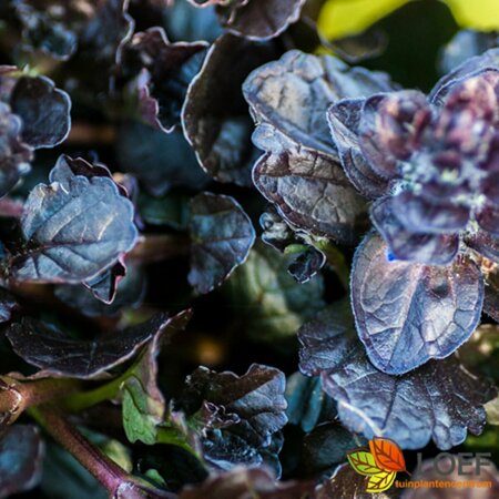 Ajuga reptans 'Black Scallop' P9 - afbeelding 1