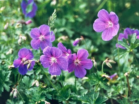 Geranium magnificum P9 - afbeelding 7