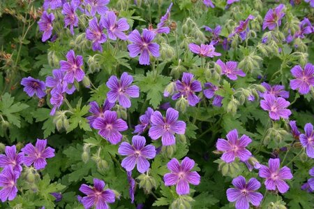 Geranium magnificum P9 - afbeelding 5